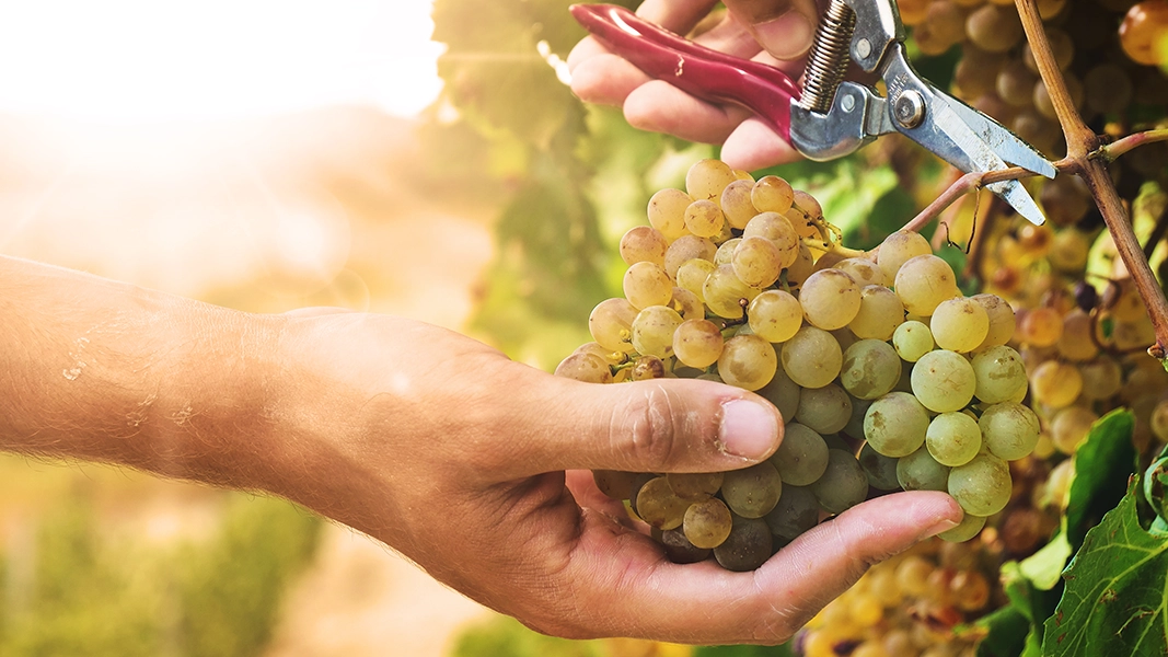 Ein Leitfaden für Biowein