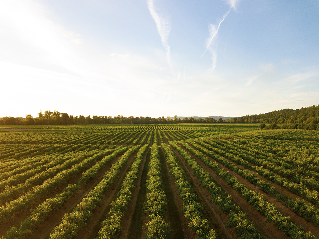 Entmystifizierung des Wein-Terroirs