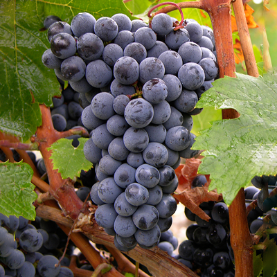 Cabernet Franc Rebsorten 